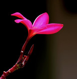 Thaise Bloem - Thai flower