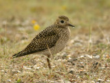 Goudplevier - Pluvialis apricaria - Golden Plover