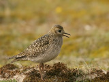 Goudplevier - Pluvialis apricaria - Golden Plover