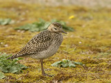 Goudplevier - Pluvialis apricaria - Golden Plover