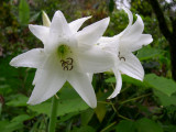 Chiapas Forest Flowers