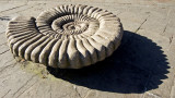 Ammonite Seat