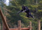 Flying Chimpanzee