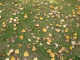 Autumn leaves.jpg