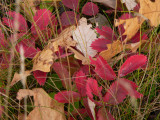 Strawberry leaves