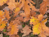 Oak leaves.jpg