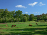 Kleena Kleene horses