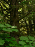 Big Hemlock.jpg