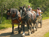 Horse drawn wagon.jpg
