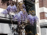 Wisteria, Amsterdam