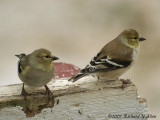 American Goldfinches