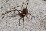 Brown Widow (Latrodectus geometricus)