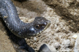 Eastern Hognose Snake (Heterodon Platyrhinos)