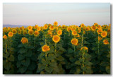 Sunflowers 2007