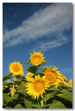 Sunflowers 2007