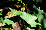 Green Leaves Soon to Darken