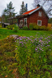Violet Flowers And Red House