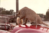 Margaret with cougar