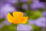 IMG_1403A.jpg