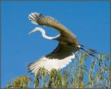 IMG_1564A.jpg