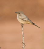 Bbird.jpg
