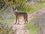 IMG_3473coyote2.jpg