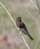 IMG_3481phoebe.jpg