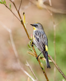 IMG_3486warbler.jpg