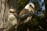 Kookaburra with young