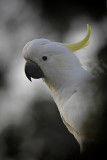 Sulphur Crested Cockatoo