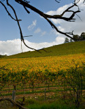 Autumn Vines