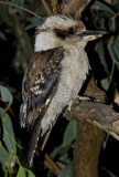 Kookaburra