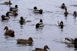 Ducks On The Lake