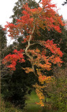 Liquidambar Formosa