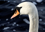 Swan