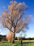 Salix Alba Britzensis