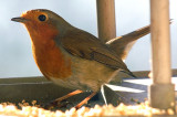 Robin