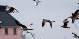 Gulls