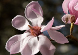 Magnolia Sprengeri Diva