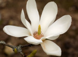 Magnolia