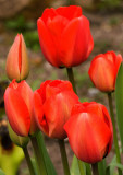 Tulips