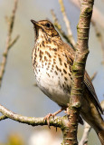 Thrush