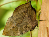 Indian Leaf Butterfly