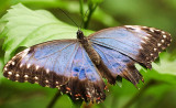 Morpho Peleides