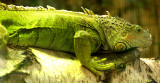 Iguana