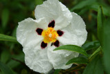 Rock Rose