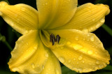 Day Lily