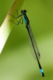 Damselfly