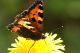 Butterfly On Dandelion