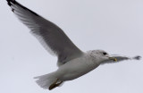 Flying Gull